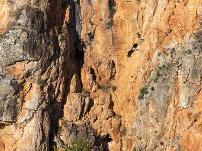 Una cicogna nera in volo � stata invece catturata da Luigi De Vivo all�interno della pittoresca falesia di Gravina